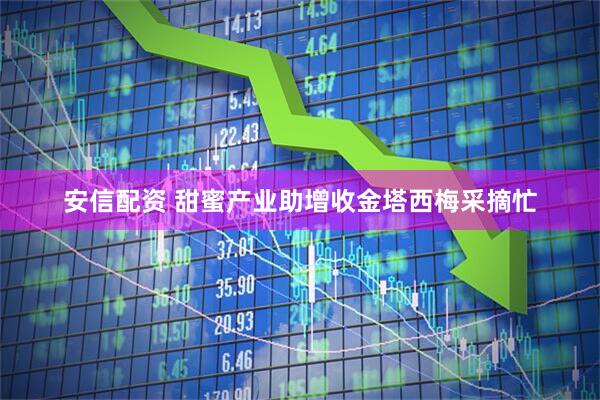 安信配资 甜蜜产业助增收金塔西梅采摘忙